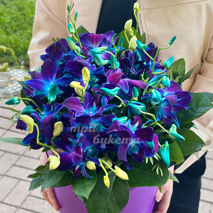 Дендробиум в шляпной коробке (крупный план)