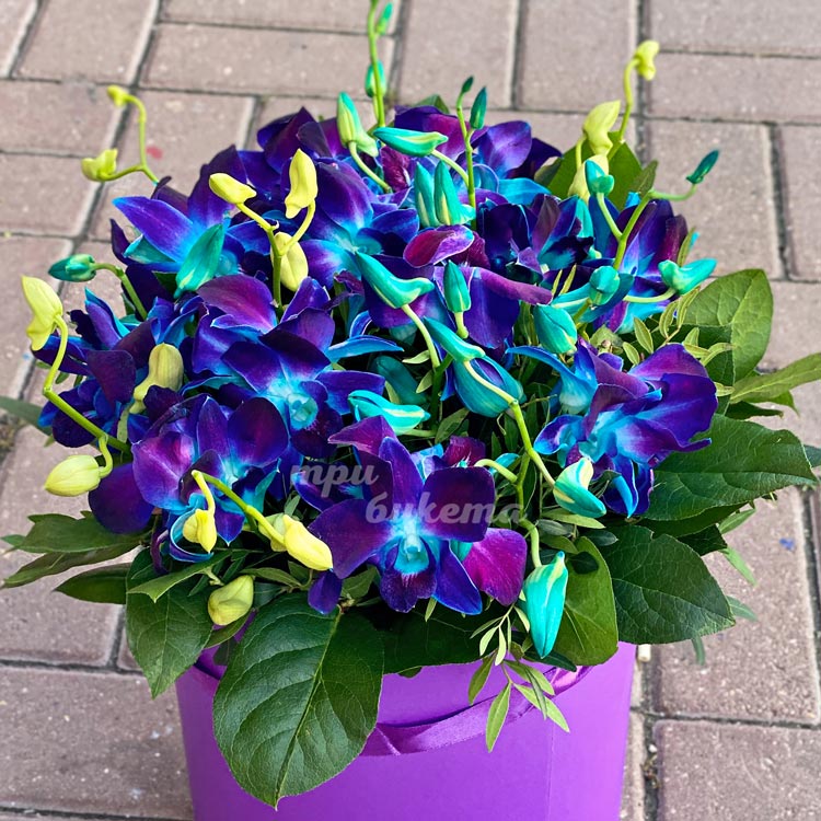 Дендробиум в шляпной коробке (на фоне брусчатки)