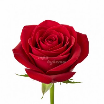 Красная высокая роза